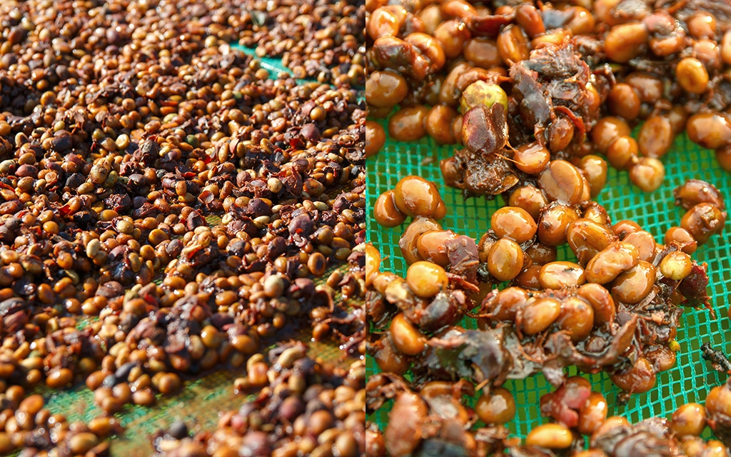 phương pháp sơ chế honey